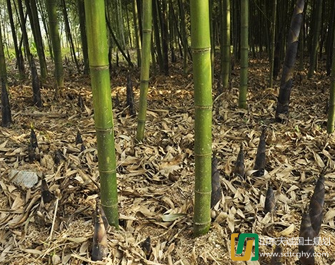 青神县农土地流转引进雷竹种植走出致富路