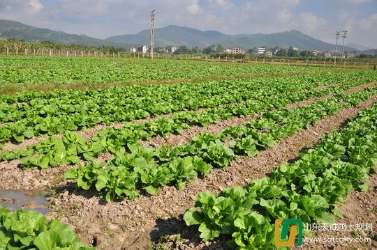 农土地流转让土地不再搁荒　农民收入大幅提高