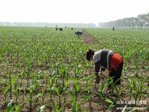 昌图县农土地经营权抵押贷款将土地资产转化为“流动”生产资金