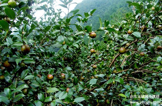 道县以油茶产业作为林业支柱产业加快土地流转