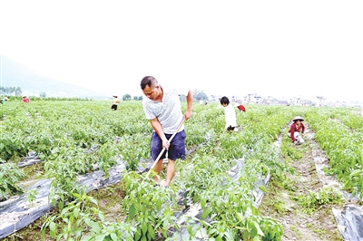 象州县土地流转特色产业带领农民脱贫致富