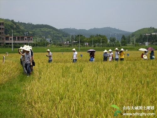 农土地流转实现农民多元化致富路