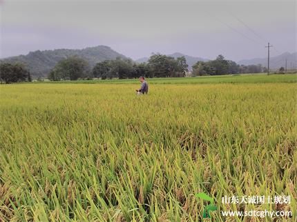 德安县农土地流转达6.1万亩实现农业规模化经营