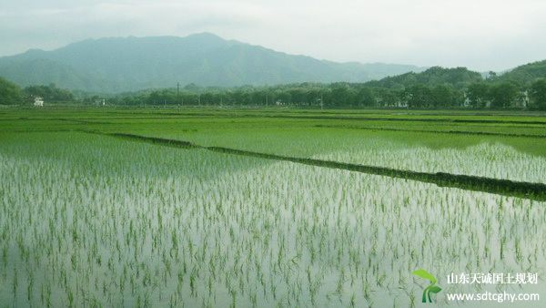 双峰家庭农场流转稻田四万亩实现农增收四亿元