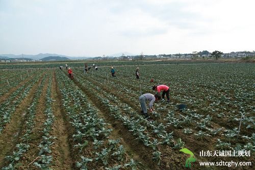 长沙县农土地流转成效显著 流转面积达到46.5万亩