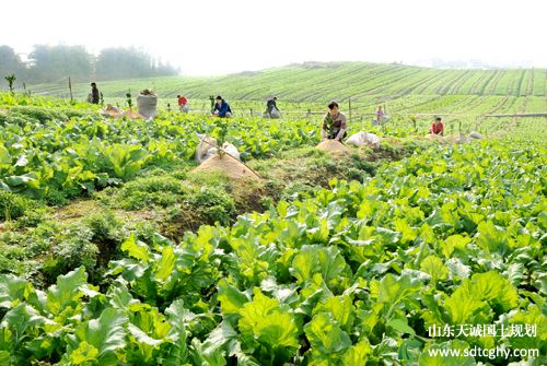 邻水家庭农场解决土地闲置问题提高农民收入水平