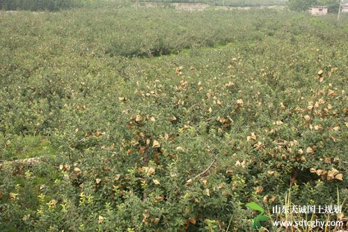 沂源县农土地确权实现效益和收入双赢