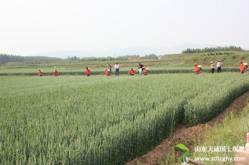 泉庄镇农土地流转实现脱贫多元化