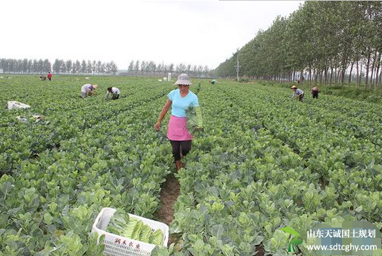 商水县农土地流转让人均年收入实现翻倍