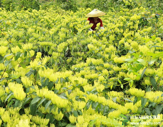 土地集中流转种植金银花让贫困户脱贫致富