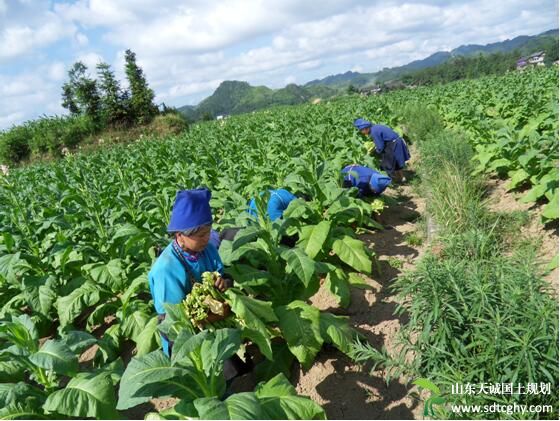 支部书记带头干家庭农场 带着群众脱贫致富