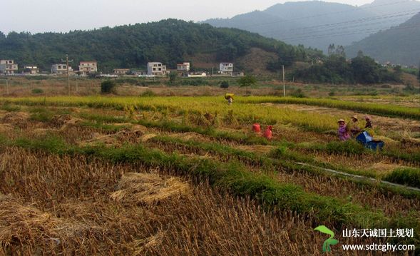 农土地流转让洞坚村农户尝到了甜头