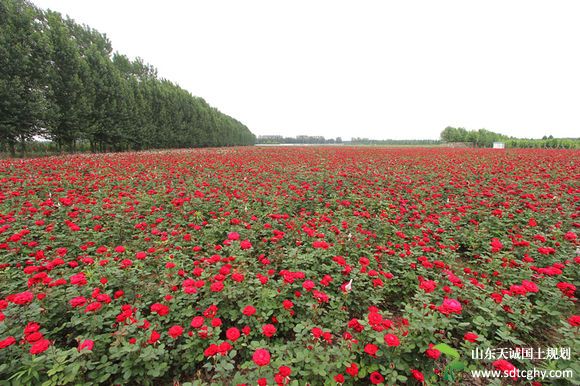 黄山区农土地经营权抵押贷款助农发展特色农业