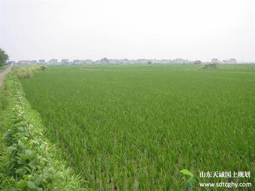 枣林镇岗郭村村民土地托管 从种到收不操心