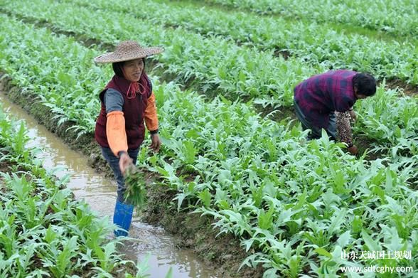 “玉林模式”农村土地流转面积达146万亩　流转率达55.1%