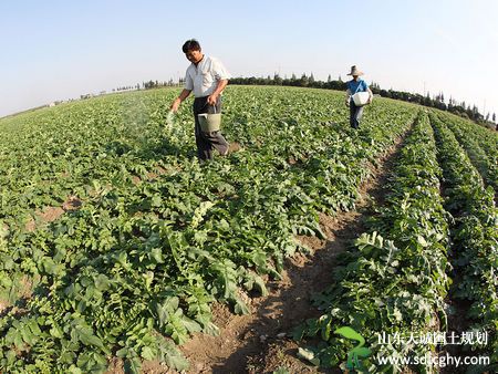 农土地流转种植萝卜开启农民致富大门