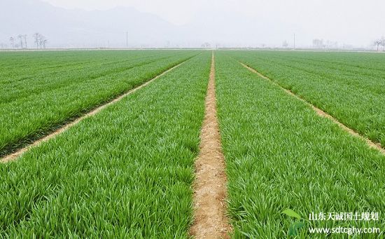 农土地流转要稳妥有序 土地规模经营要适度