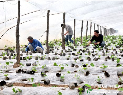 店集乡农土地流转种植大棚蔬菜让农民走上富裕路