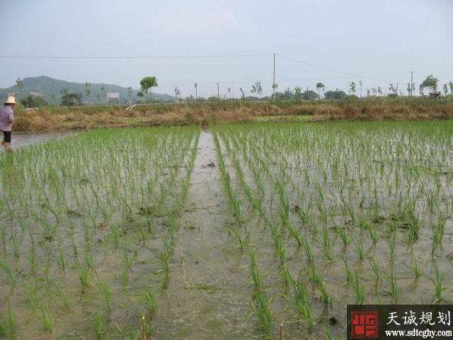 青原区农土地流转实现农户和企业双赢