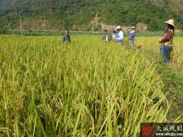 百市屯农土地流转让农民不但拿租金还拿工资