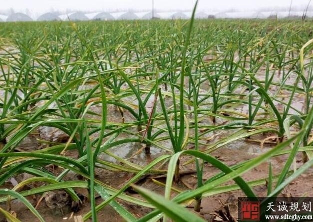 农土地流转助力隆阳区西邑乡农民脱贫致富