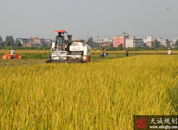 广东坚决杜绝耕地撂荒现象 今年粮食种植面积增加50万亩