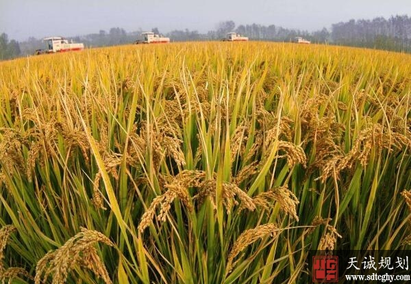 广西加强耕地保护强化撂荒耕地治理确粮食生产安全