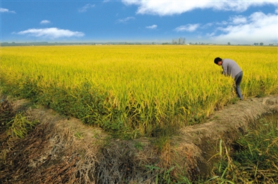 滦南柏各庄镇整村土地流转带领农民走上致富路