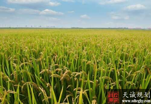 上溪土地整治复垦变荒坡地为平整水稻田