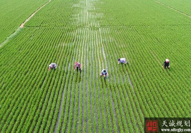 乐亭县农土地流转实现土地规模化农民收入多元化