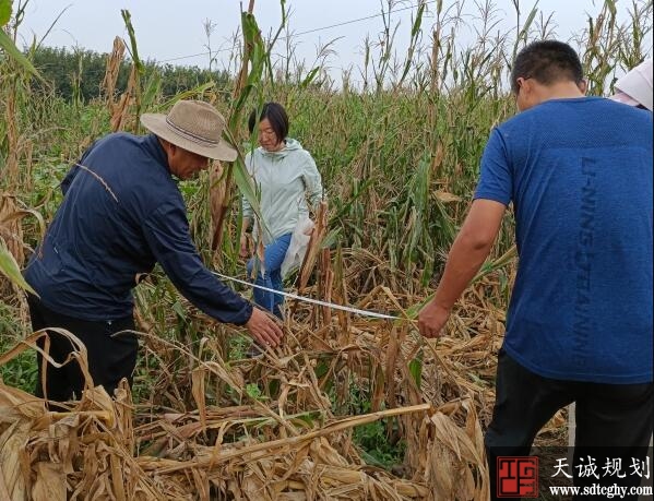 政策性玉米保险工作切实保护了岱岳区农户利益