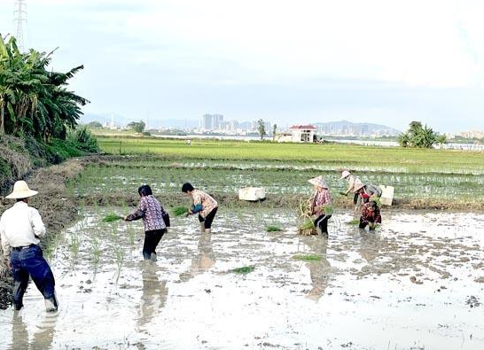 揭东桂东村以土地利用为突破口探索土地流转新机制