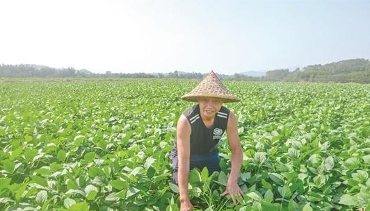 浮山镇土地流转夯实现代农业发展基础助力乡村振兴