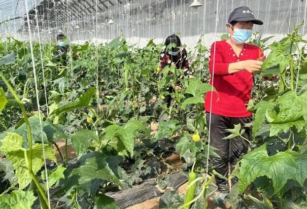 深州市特色家庭农场带领农民走上特色致富路