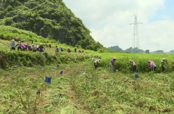 广南土地流转实现经济和社会效益“双赢”