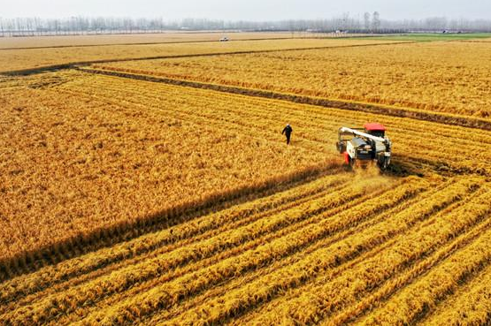 沭阳“藏粮于地、藏粮于技”坚决守住粮食安全主动权