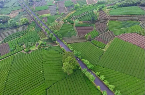 莲都区以土地流转为抓手带动乡村振兴