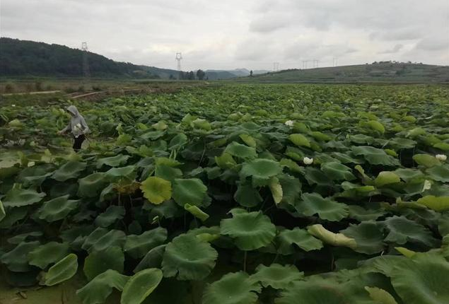 沾益区积极引导土地流转为农民增收和乡村振兴添活力