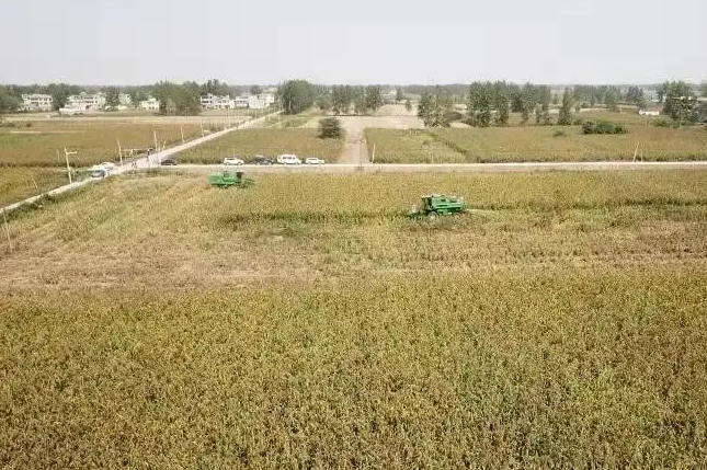  利辛县土地通过流转托管实现大块田机械作业促进夏粮丰产