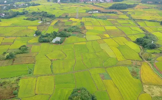 鹰潭推行水稻种植机械化 实现基本农田应种尽种、种尽种满