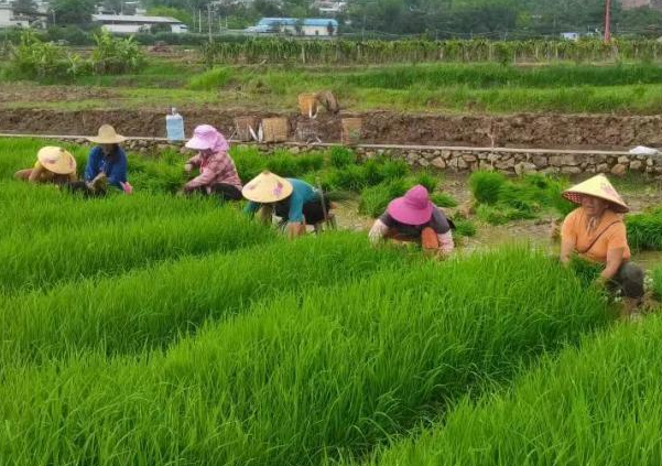 瑞丽市畹町镇土地流转把农民变股民实现多方共赢