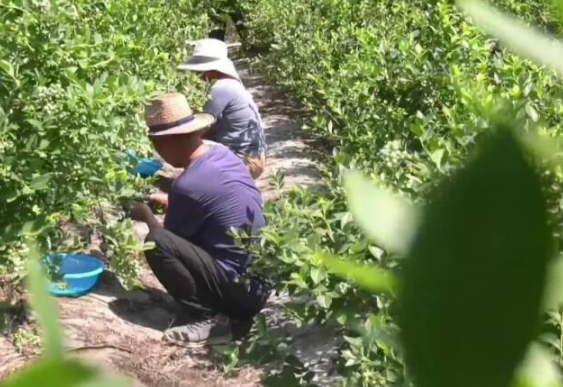 高密“一村一场”做强特色家庭农场