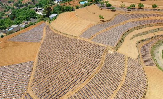 元江党建引领土地流转闯出乡村振兴新路子