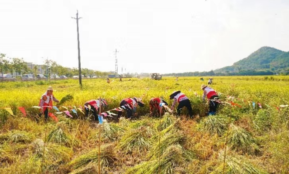 惠阳区抢抓农时收割稻谷 乡村丰收美丽画卷尽收眼底